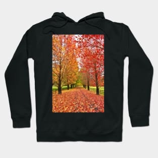 Autumn Path Hoodie